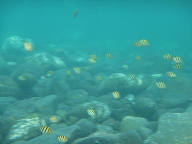 �ڂ̑O�ŋ����y���ނ��Ƃ��ł��܂�_���r�[�i�_�C�o�[�Y