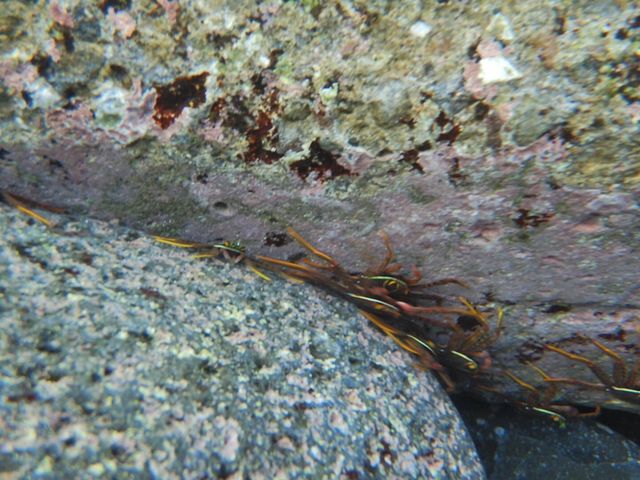 ��Ԃɂ̓J�j���I_���r�[�i�_�C�o�[�Y