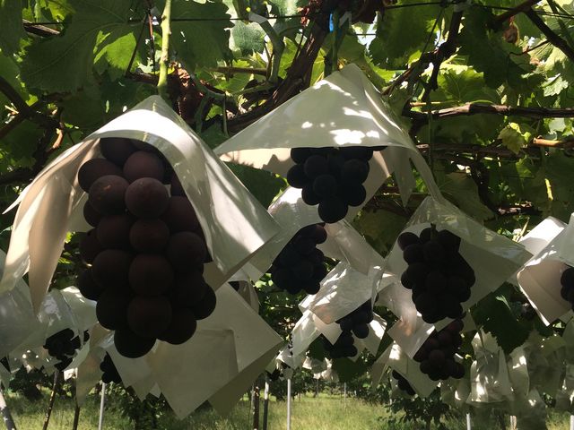 �傫������I���܁[���I_�����_��