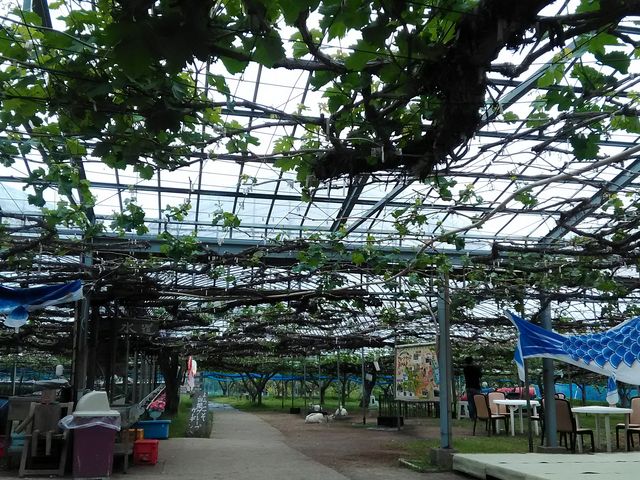 �����O���[�v�K�[�f��_�����O���[�v�K�[�f��