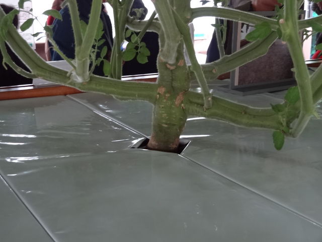 ���͂�������{_�������