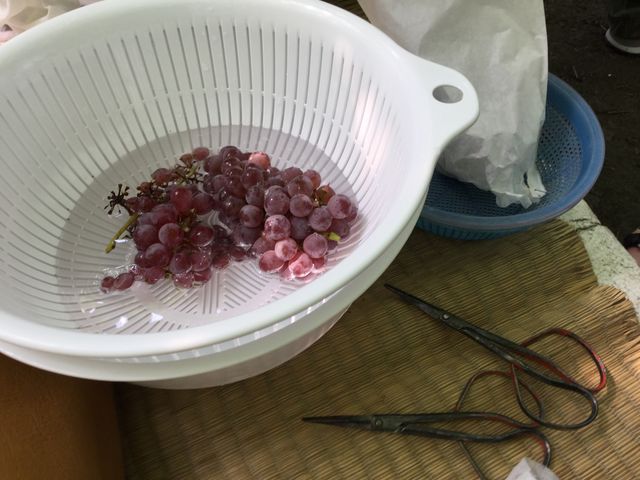 �݂��Ă����U���ƃn�T�~�B���Q�̃{�[��_�K�ʉ�