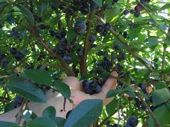 yS×i΂ǂ炭@肠j̎ʐ^1