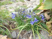 �}�C�a�n�n����̏�Ƃ̍��R�A���̓��e�ʐ^1