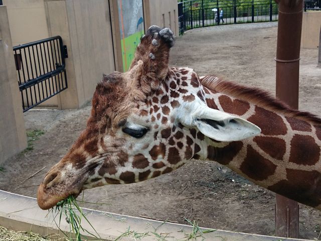 �����h���i�䂢�j�����h_���R������