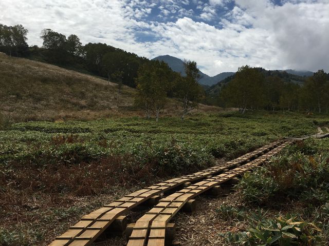 �������̂͂񂳂�̎u�ꍂ�� �c�m�������̃��^�X�Q�̓��e�ʐ^1