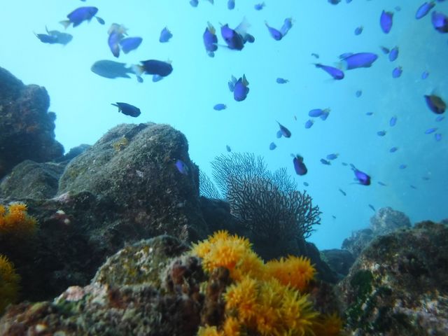 ��������̋�_�G�R�T�[�t�@�[