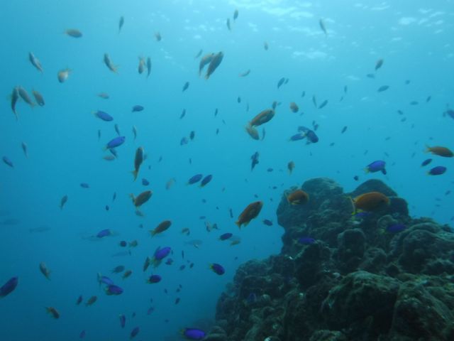 ��������̋�_�G�R�T�[�t�@�[