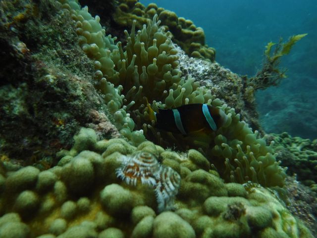 ���܂̂�_�G�R�T�[�t�@�[