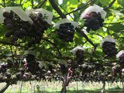 Ă΂܂܂̉Ԋ}ʎ̓eʐ^1