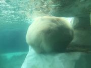 g̏쓮 ƕX̉L̓eʐ^1