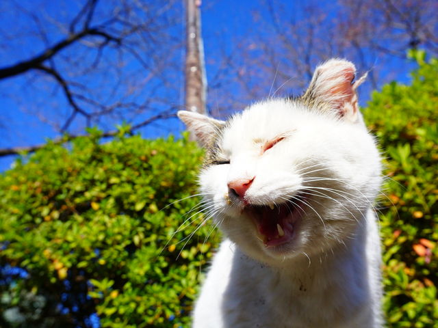 �ɂ�_�썑��