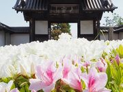 ̂񂽂񂳂̖@_y@_Tz̓eʐ^1