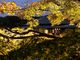 のんたんさんの大仙公園・日本庭園の投稿写真3