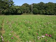 Xkv̓WC̍؂̉ԂƃRXX̓eʐ^1