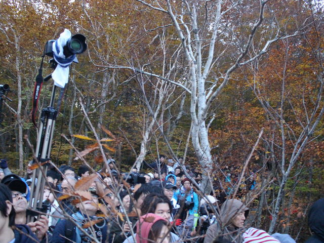 ����ɂǂ�ǂ�ό��q���W�܂��Ă��܂���_�Ӗ쒹�̐X