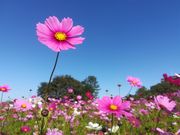 panchan̕ɐ͐~Βn̓eʐ^4