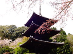 ���ǁ[����̉��鎛���k�O�d���ւ̓��e�ʐ^1