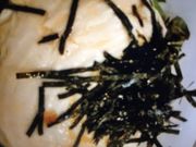 }񂳂̃KXg JX̓eʐ^1