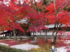 こぼらさんの永源寺の紅葉の投稿写真1