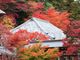 こぼらさんの永源寺の紅葉の投稿写真1