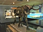 �g�V���[����̉��{��s���R�E�l�������ق̓��e�ʐ^1