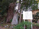 けんざんさんの日枝神社の一位樫の投稿写真1