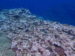 񂳂̐Ί_ ADVENTURE PiPiւ̓eʐ^1