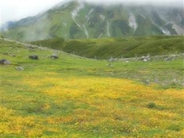 �������ɍ炭�u�~���}�L���o�C�v_������