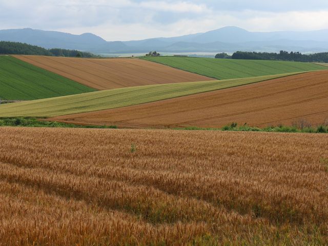 �����F�̏�����_�p�b�`���[�N�̘H