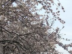 りそなさんの福島江の桜並木の投稿写真1
