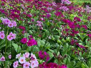 ̃GT̉Ԃ̐Xl\R쑐ԉ̓eʐ^2