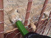 䂸܂܂̓j̐X̓eʐ^1