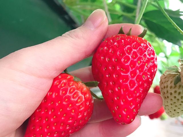 1�����ƂĂ��傫�����h�I_�֍��_��