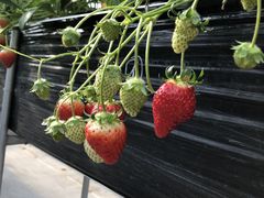 񂳂̖̋@V_ւ̓eʐ^1