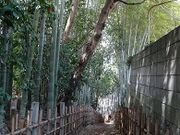 L̃TČÌai݂jЂǂ̓eʐ^2