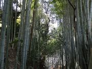 L̃TČÌai݂jЂǂ̓eʐ^3