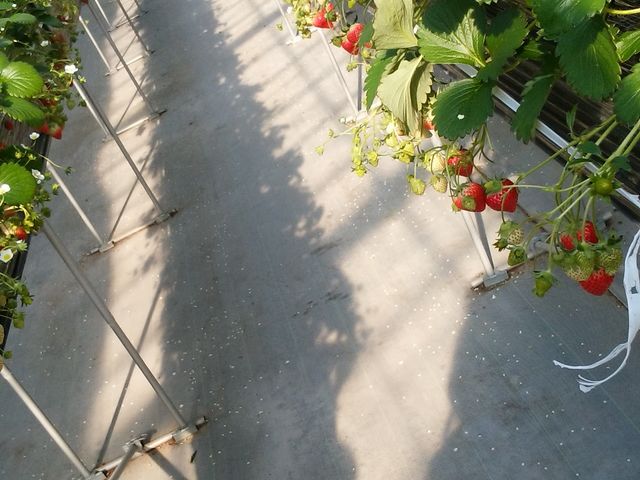 �ǂ����Ă��C�`�S_���������̋��@���V�������_��