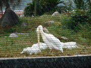 ���񂿂�񂳂�̂Ƃ�������E��ՌΎ��V���H�̓��e�ʐ^1