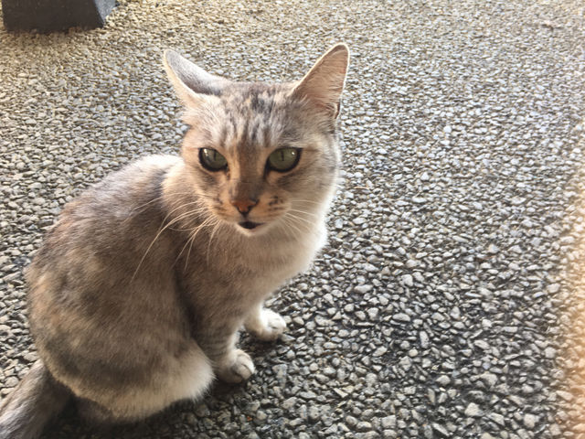 �l�R�����_���c��