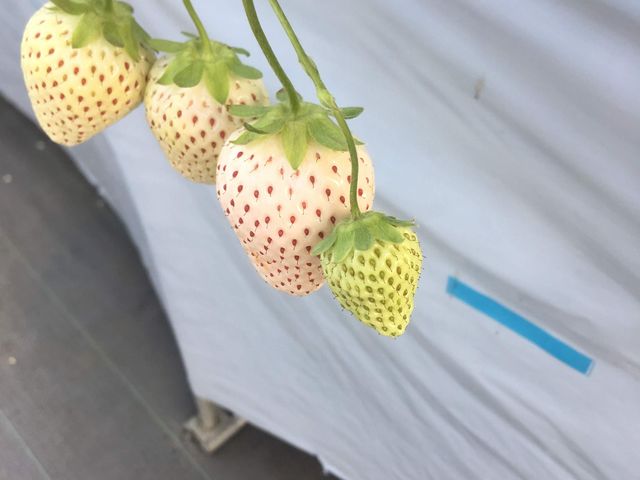 ��������_���c���������_��