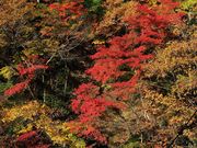 C[XgEbh̑yxkJ̓eʐ^1