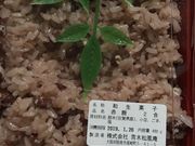 [񂳂̐؏HtRX̓eʐ^1