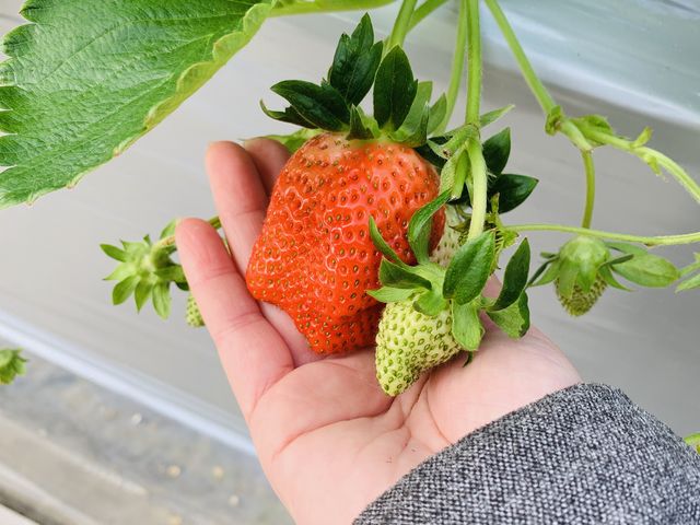 �傫�ȃC�`�S_���R�t�@�[��