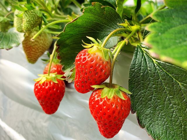 �C�`�S_���R�t�@�[��