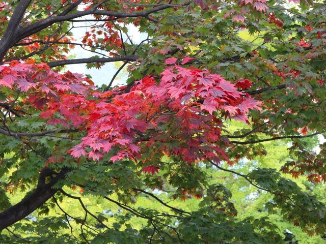 �P�T�Ԍ�͂����Ƃ��ꂢ�H_��������