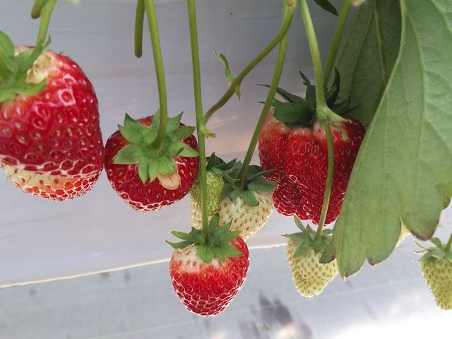 �ꗱ���ƂĂ��傫�Ȃ�����_STRAWBERRY GARDEN ROYAL