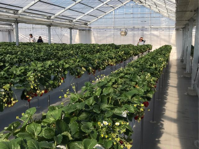 �ƂĂ��L���n�E�X��_STRAWBERRY GARDEN ROYAL