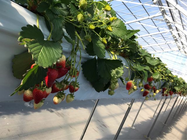 ���ݍ͔|�Ȃ̂ō��������߂Ȃ��Ă����v_STRAWBERRY GARDEN ROYAL