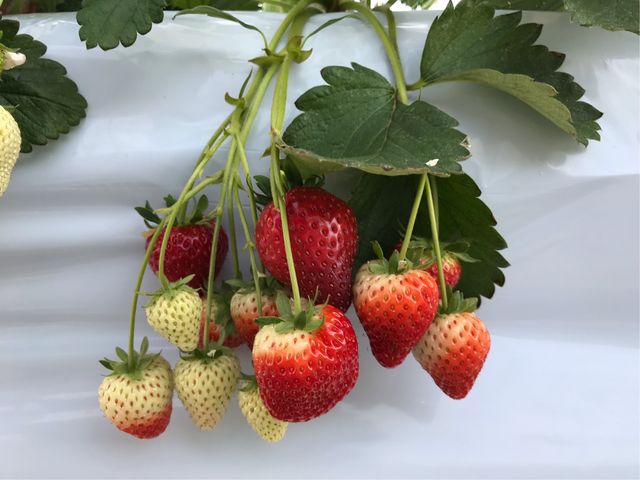 �������i��̃��C�����N�C�[��_STRAWBERRY GARDEN ROYAL